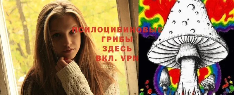 Псилоцибиновые грибы Cubensis Губаха